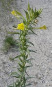 Common evening-primrose (Oenothera biennis): plant in bloom