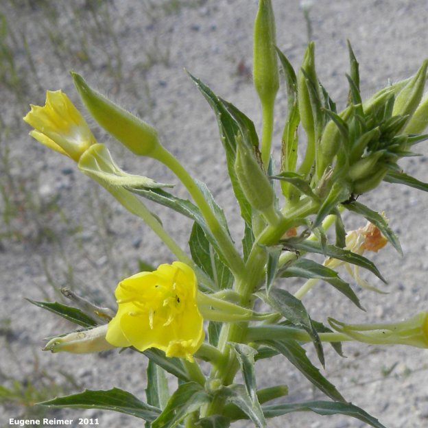 IMG 2011-Aug07 at ForestryRoad-4:&nbsp; Common evening-primrose (Oenothera biennis) flowers