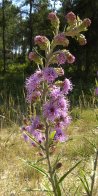 Meadow blazing-star (Liatris ligulistylis): inflorescence