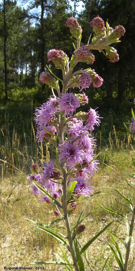 IMG 2011-Aug07 at ForestryRoad-4:&nbsp; Meadow blazing-star (Liatris ligulistylis) inflorescence