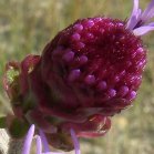Meadow blazing-star (Liatris ligulistylis): composite flower-head in bud