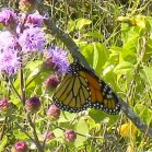Monarch butterfly (Danaus plexippus): on Meadow blazing-star (Liatris ligulistylis)