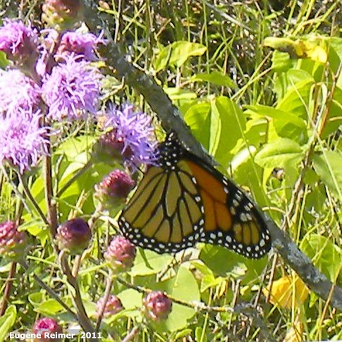 IMG 2011-Aug07 at ForestryRoad-4:  Monarch butterfly (Danaus plexippus) on Meadow blazing-star (Liatris ligulistylis)