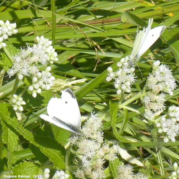 IMG 2011-Aug07 at Whitemouth Lake:  Sulphur butterfly (Coliadinae sp) female on Boneset (Eupatorium perfoliatum)