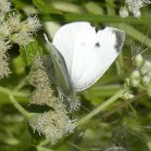 Sulphur butterfly (Coliadinae sp) female: on Boneset (Eupatorium perfoliatum)
