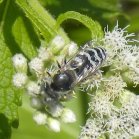 Hornet (Vespa sp): on Boneset (Eupatorium perfoliatum)
