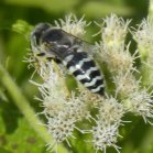 Hornet (Vespa sp): on Boneset (Eupatorium perfoliatum)
