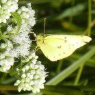 Sulphur butterfly (Coliadinae sp) male: on Boneset (Eupatorium perfoliatum)
