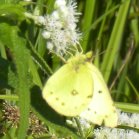 Sulphur butterfly (Coliadinae sp) male: on Boneset (Eupatorium perfoliatum)
