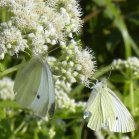 Sulphur butterfly (Coliadinae sp) female: on Boneset (Eupatorium perfoliatum)