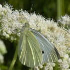 Sulphur butterfly (Coliadinae sp) female: on Boneset (Eupatorium perfoliatum)