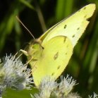 Sulphur butterfly (Coliadinae sp) male: on Boneset (Eupatorium perfoliatum)