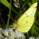 Sulphur butterfly (Coliadinae sp) male: on Boneset (Eupatorium perfoliatum)