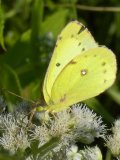 Sulphur butterfly (Coliadinae sp) male: on Boneset (Eupatorium perfoliatum)
