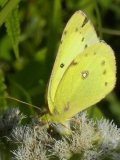 Sulphur butterfly (Coliadinae sp) male: on Boneset (Eupatorium perfoliatum)