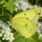 Sulphur butterfly (Coliadinae sp) male: on Boneset (Eupatorium perfoliatum)