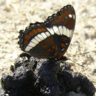 White admiral butterfly (Limenitis arthemis): on Mustelid (Mustelidae sp) scat