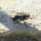 Robber fly (Asilidae sp):