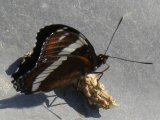 White admiral butterfly (Limenitis arthemis): on scat