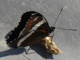 White admiral butterfly (Limenitis arthemis): on scat