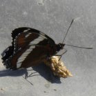 White admiral butterfly (Limenitis arthemis): on scat