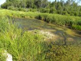 Duckweed (Lemna sp): duck-trails through the duckweed