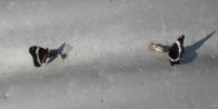 White admiral butterfly (Limenitis arthemis): on scat on culvert pair
