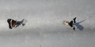 White admiral butterfly (Limenitis arthemis): on scat on culvert pair