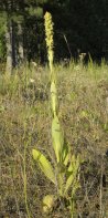 Common mullein (Verbascum thapsus): plant