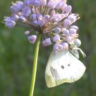 Sulphur butterfly (Coliadinae sp): on Pink-flowered onion (Allium stellatum)