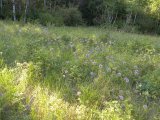 Pink-flowered onion (Allium stellatum): many