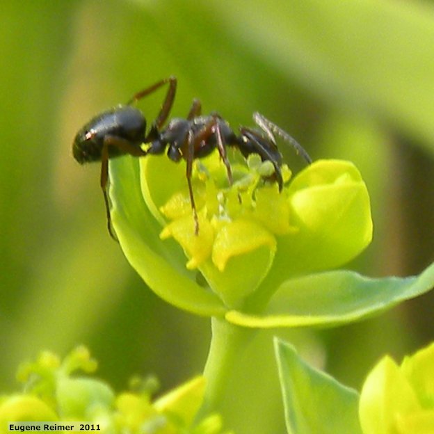 IMG 2011-Aug07 at former ranger-station beside pr308:  Ant (Formicidae sp) on Leafy spurge (Euphorbia esula)