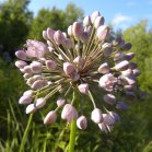 Pink-flowered onion (Allium stellatum): inflorescence in bud