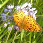 Fritillary butterfly (Argynnini sp): on Pink-flowered onion (Allium stellatum)