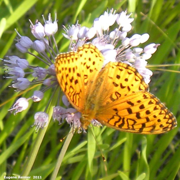 IMG 2011-Aug07 at former ranger-station beside pr308:&nbsp; Fritillary butterfly (Argynnini sp) on Pink-flowered onion (Allium stellatum)