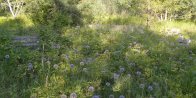 building: foundation remnants amid Pink-flowered onion (Allium stellatum)
