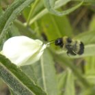 Bumblebee (Bombus sp): emerging from Turtlehead (Chelone glabra)