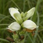 Turtlehead (Chelone glabra): flowers