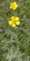 Tall buttercup (Ranunculus acris): plant