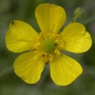 Tall buttercup (Ranunculus acris): flower