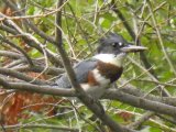 Kingfisher (Alcedinidae sp):