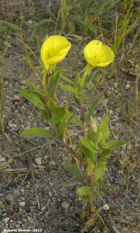 IMG 2011-Aug07 at pr308:  Evening-primrose (Oenothera sp) plant in bloom fully open flowers