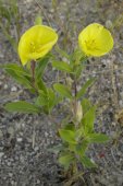 Evening-primrose (Oenothera sp): plant in bloom fully open flowers