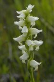 Hooded ladies-tresses (Spiranthes romanzoffiana): inflorescence