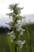 Hooded ladies-tresses (Spiranthes romanzoffiana): inflorescence