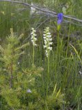 Hooded ladies-tresses (Spiranthes romanzoffiana) + Fringed-gentian (Gentianopsis crinita):
