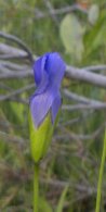 Fringed-gentian (Gentianopsis crinita):