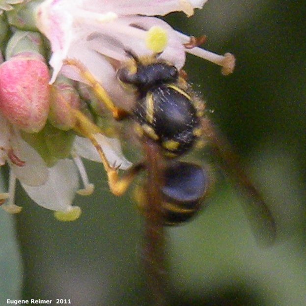 IMG 2011-Aug09 at Winnipeg:  Yellow-jacket (Vespula sp) on Common snowberry (Symphoricarpos albus)
