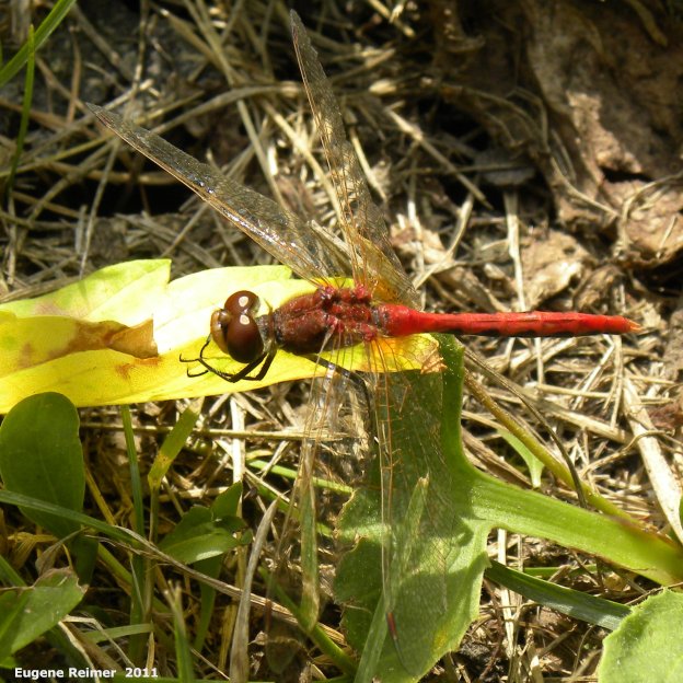 IMG 2011-Aug09 at Winnipeg:  Cherry-faced meadowhawk dragonfly (Sympetrum internum)