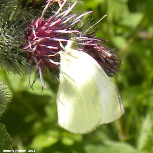 IMG 2011-Aug09 at Winnipeg:  Cabbage white butterfly (Pieris rapae) on Woolly burdock (Arctium tomentosum)